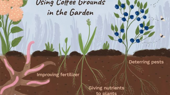 Do Old Coffee Premises Work As Fertilizer?